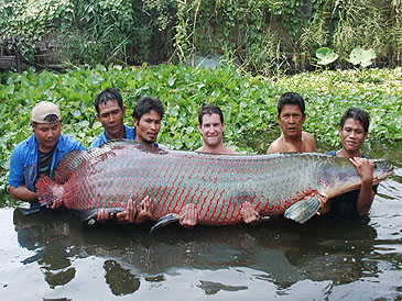 Record photograph for Arapaima gigas